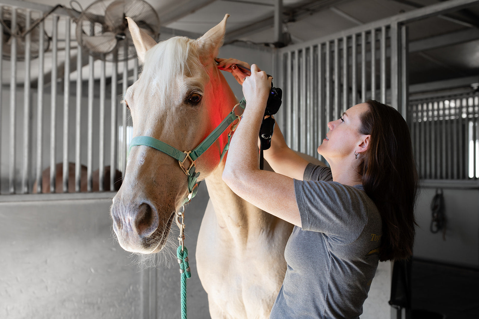 Attaching red light therapy pole pad to bridle of a horse.