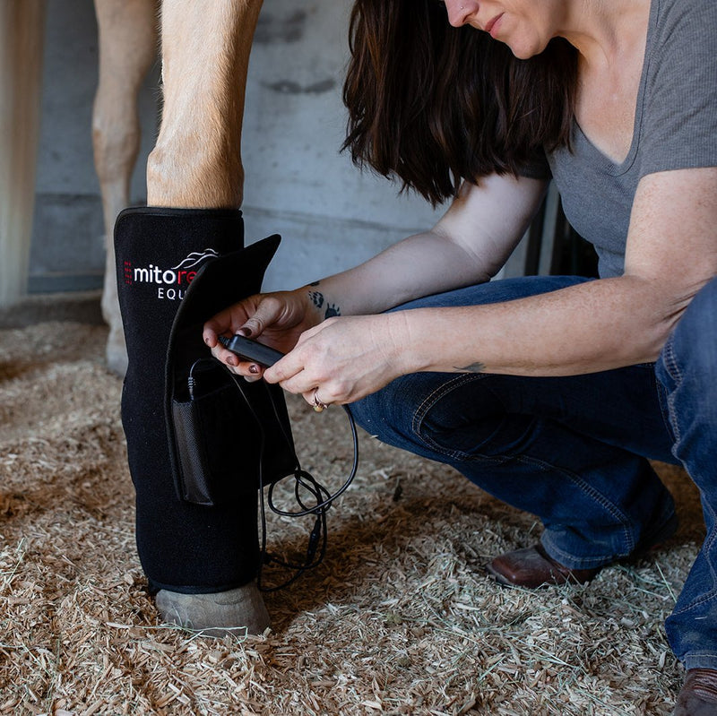 woman providing treatment to a horse with a red light therapy tendon pad.