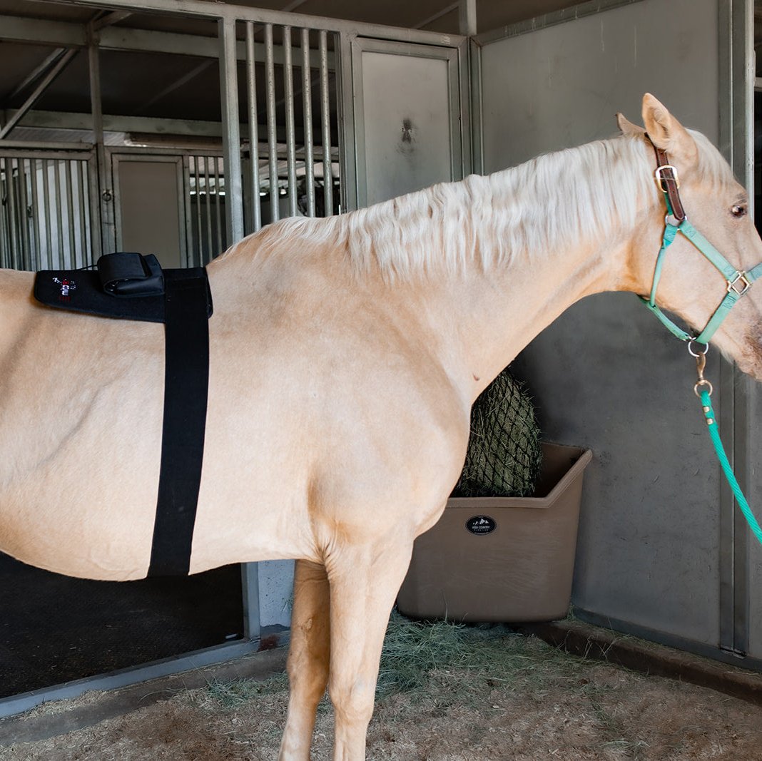 horse wearing a red light therapy tendon pad on it's back for treatment.