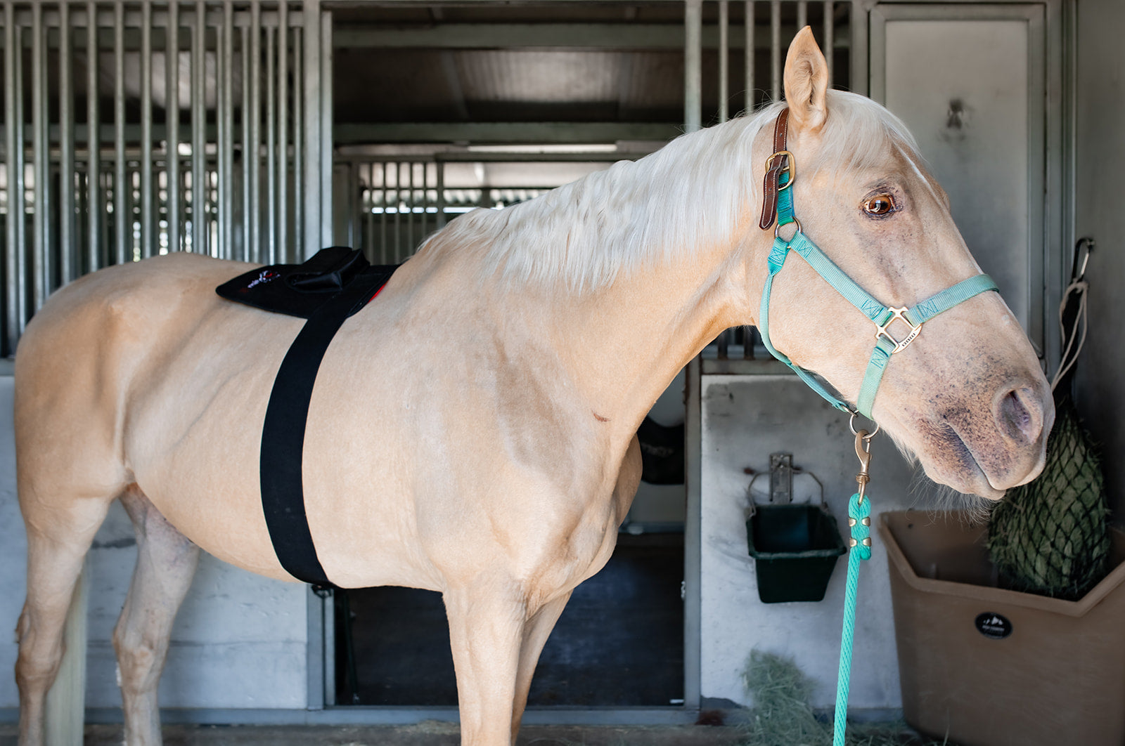 red light therapy tendon pad used on the back of a horse.