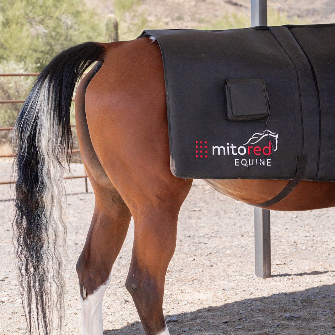 Mito Red Equine logo showing on the back of red light therapy blanket on a horse.