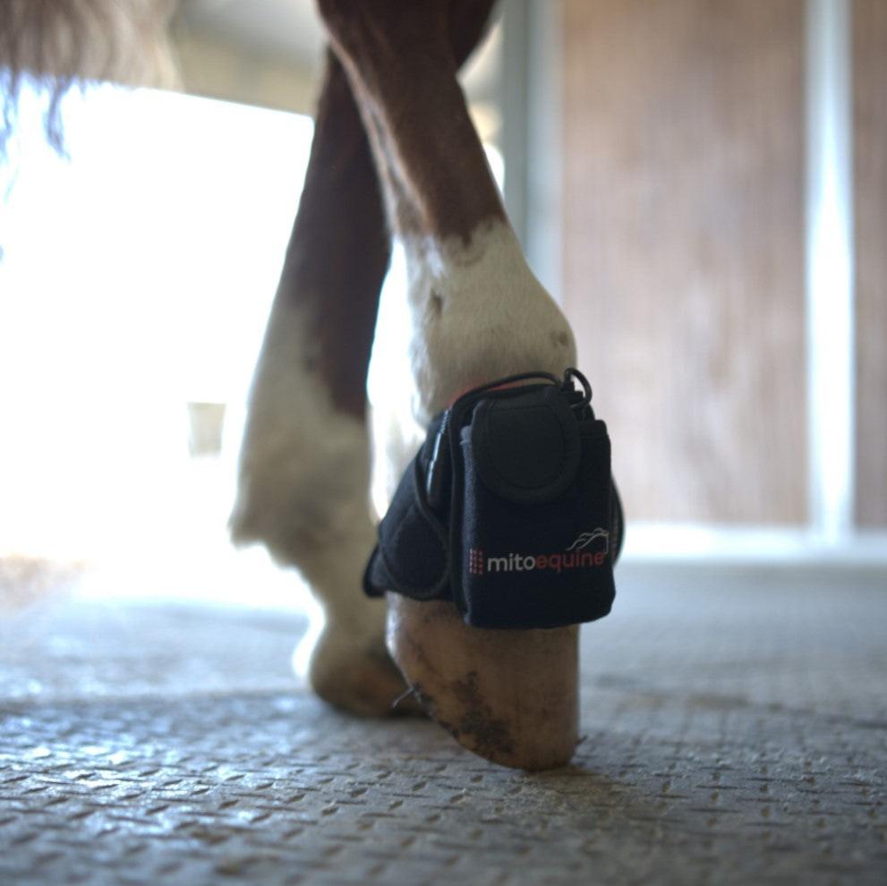 horse wearing a red light therapy hoof pad with battery showing.