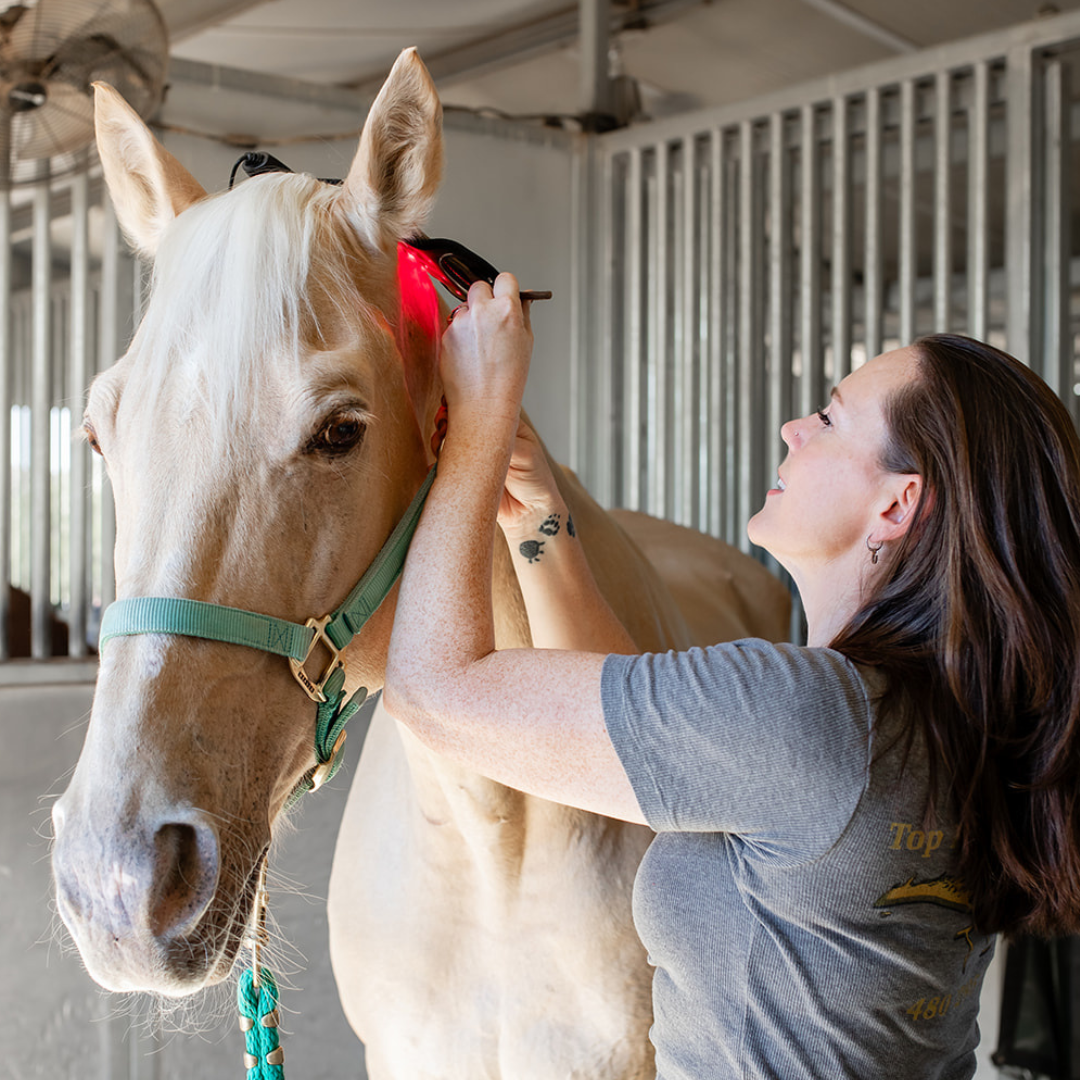 woman attaching red light therapy pole pad to a horses bridle.