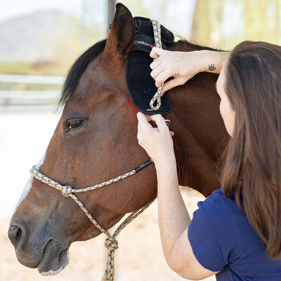 woman strapping a red light therapy pole pad on the head of a horse.