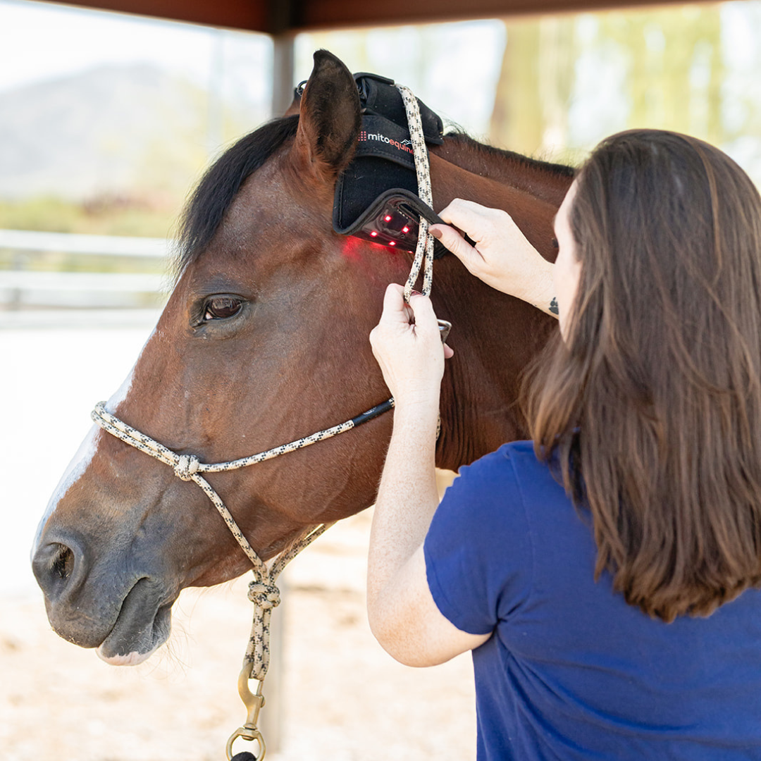 rider installing red light pole pad on a horse.