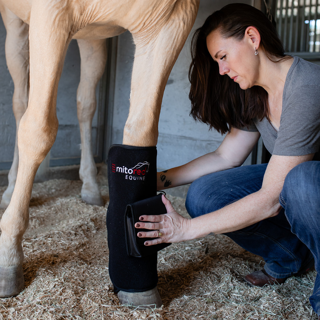 Putting on red light tendon pad on horse.